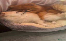 Pomeranian dogs for sale: Champion bloodline Pomeranian puppies  - Image 6