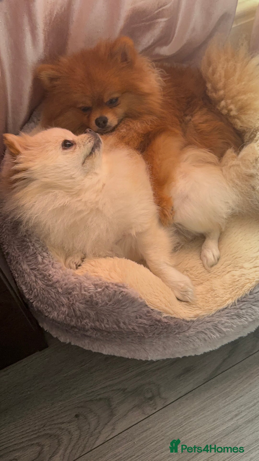 Pomeranian dogs for sale: Champion bloodline Pomeranian puppies  - Image 6