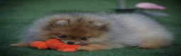 Pomeranian dogs for sale: ** STUNNING FEMALE POMERANIAN **  - Advert 3