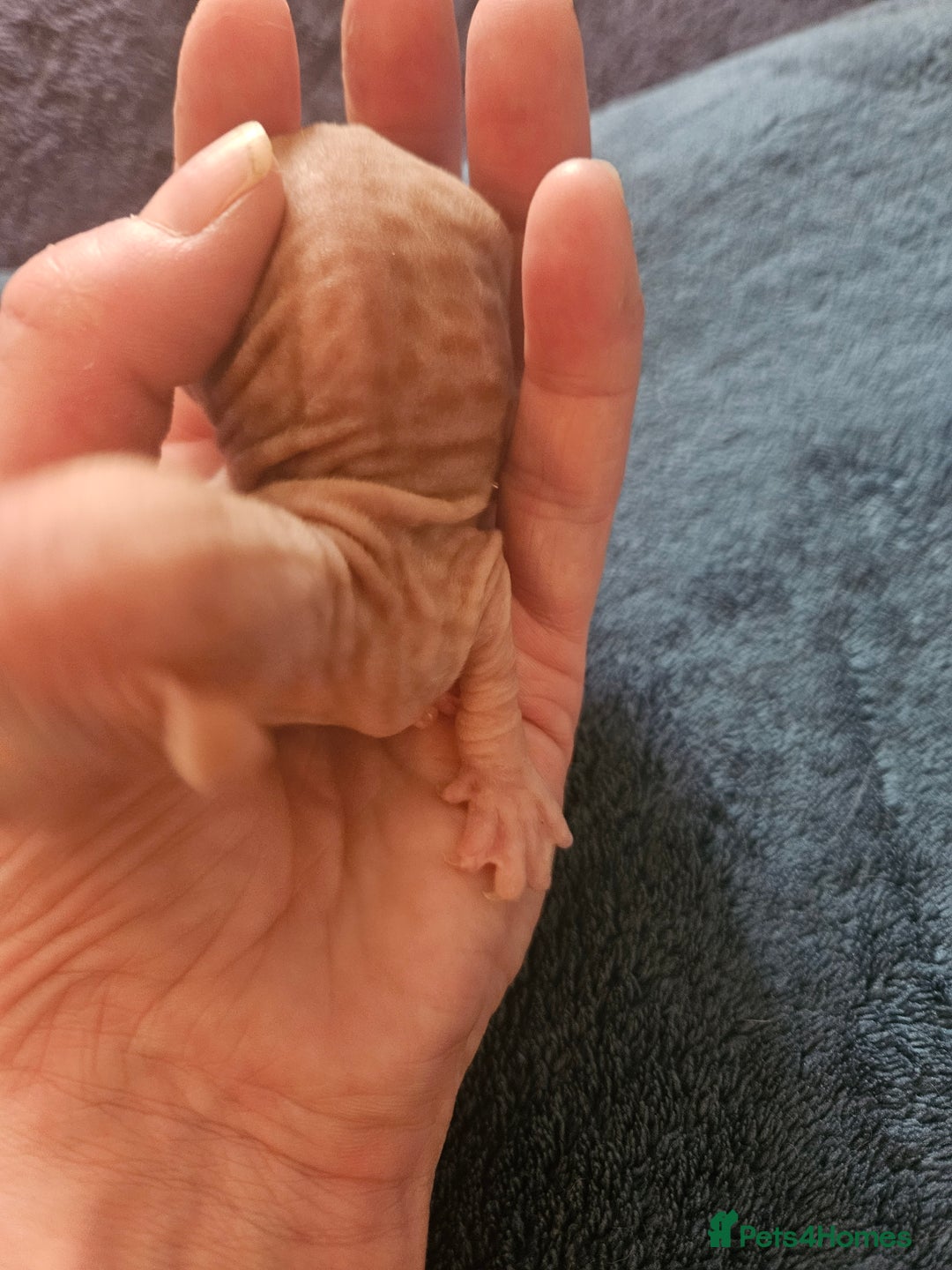 Sphynx cats for sale: Rare red tabby sphynx  - Image 6