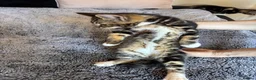 Siberian cats for sale: Siberian kittens in Ipswich - Advert 6