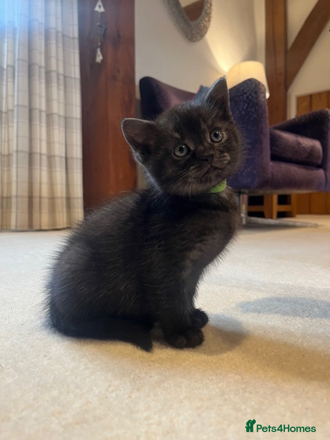 British Shorthair cats for sale: 4x British Shorthair Cross Kittens - Advert 9