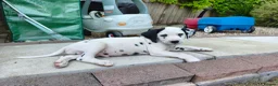 Dalmatian dogs for sale: 1 boy , 2 girls left  - Advert 13