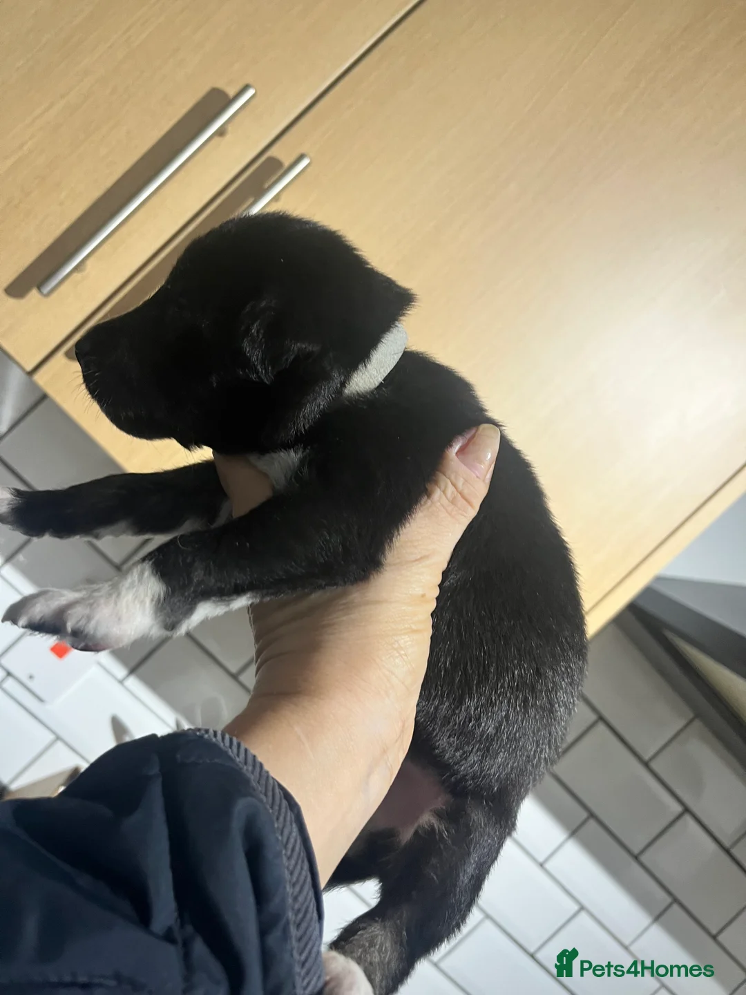 Bedlington Terrier dogs for sale: Beautiful Bedy/whippet Pups in Halstead - Advert 12