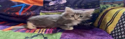 Mixed Breed cats for sale: 7 beautiful kittens  - Advert 6