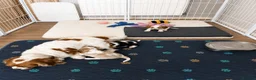 Cavalier King Charles Spaniel dogs for sale: DNA Tested Cavalier King Charles Puppy Bleinham - Advert 10