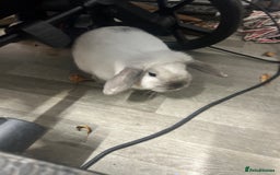 Mini Lop rabbits for sale: 2 mini lop rabbits 1 boy 1 girl  - Image 6
