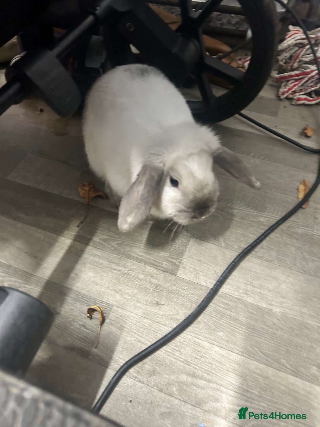 Mini Lop rabbits for sale: 2 mini lop rabbits 1 boy 1 girl  - Image 6