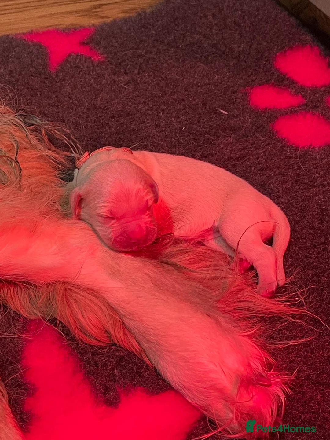 Golden Retriever dogs for sale: Beautiful Golden retriever pups - Advert 7