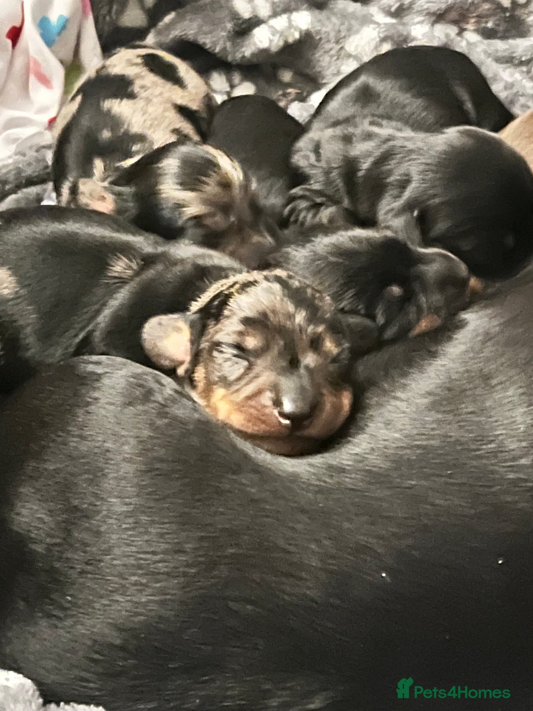 Dachshund dogs for sale: Miniature Dachshund Pups  - Advert 3