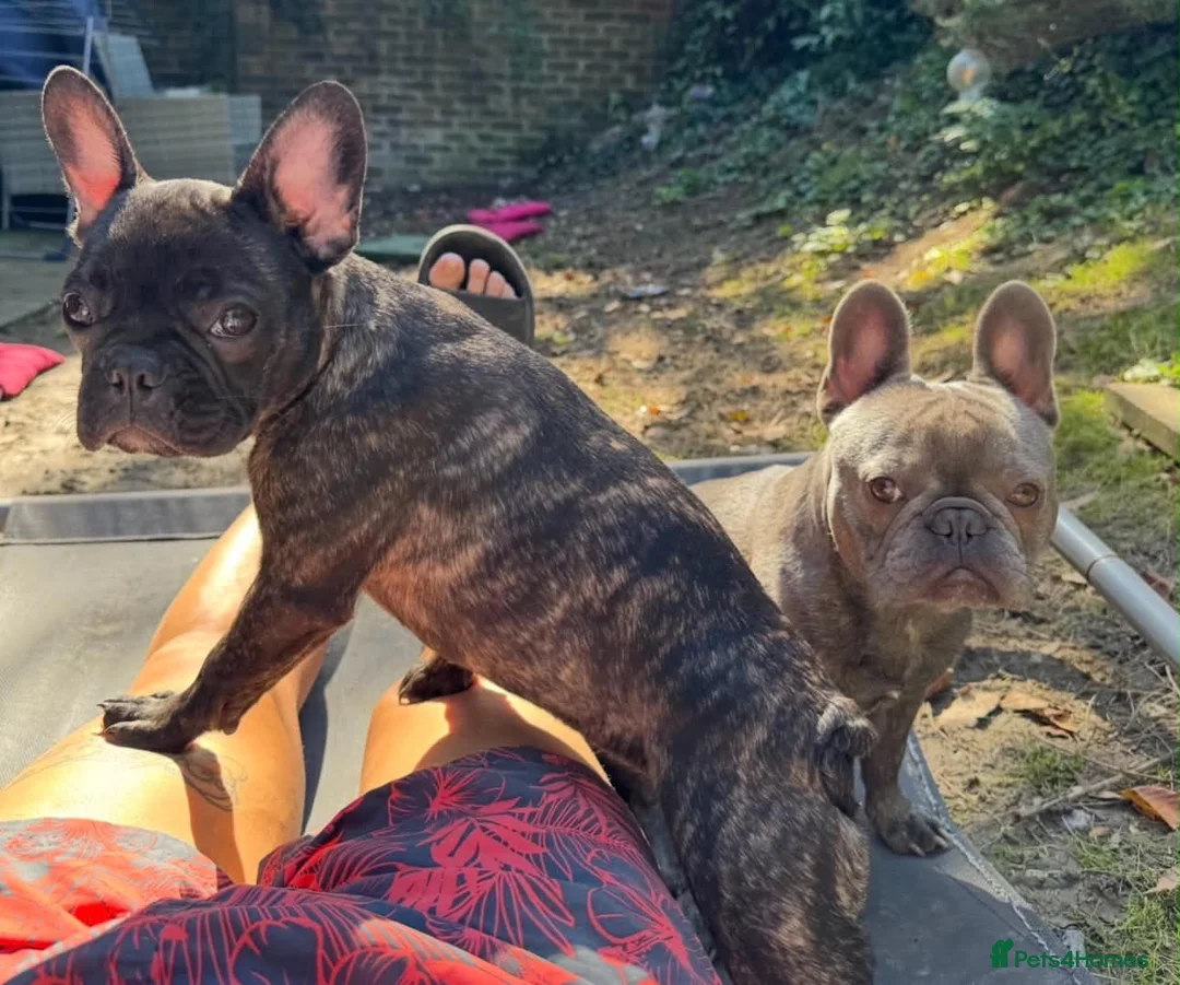 French Bulldog dogs for sale: 3 Beautiful French Bulldog Males  - Advert 12