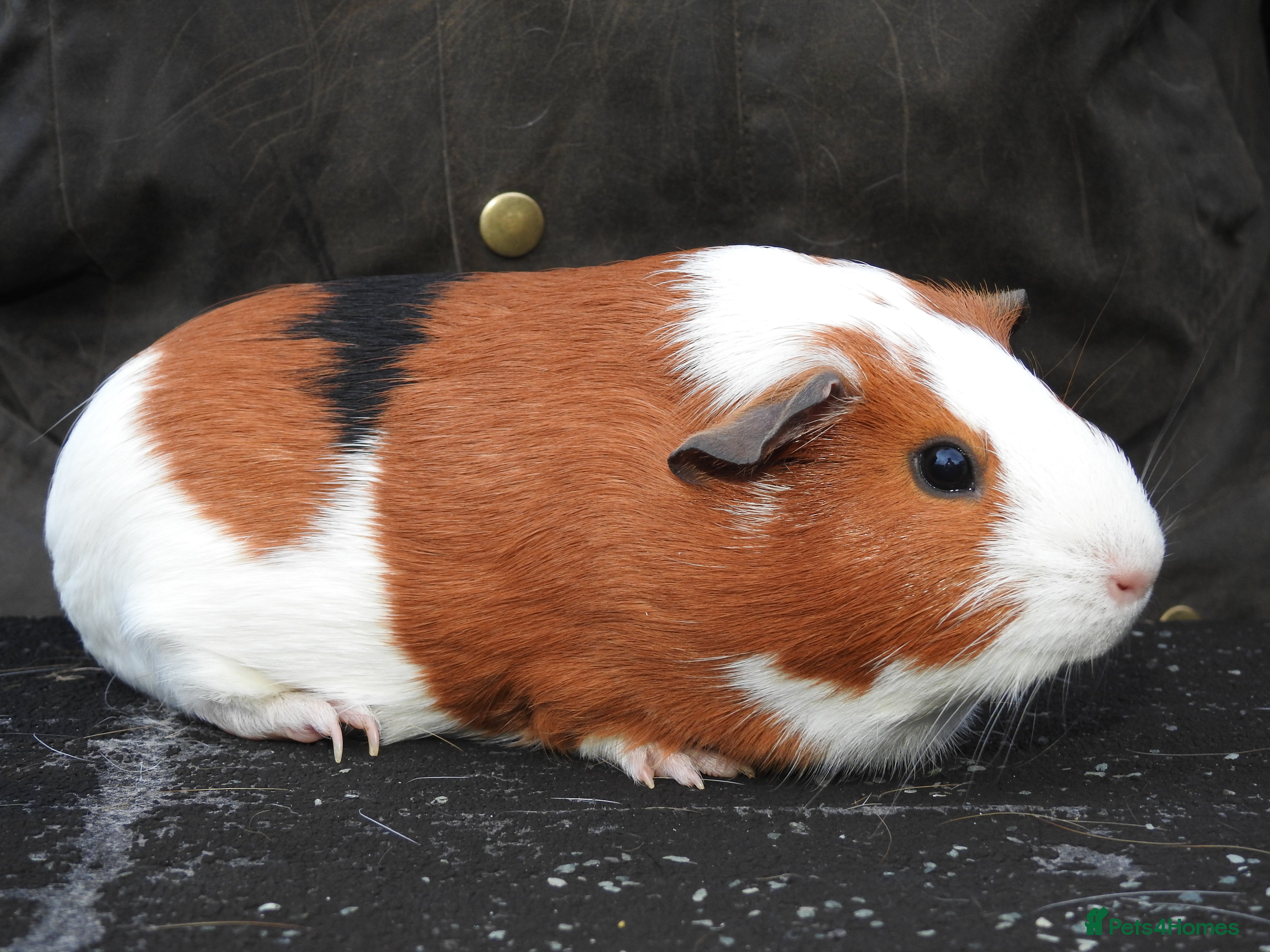Guinea Pig rodents Pretty Female Guinea Pigs For Sale - Advert 1