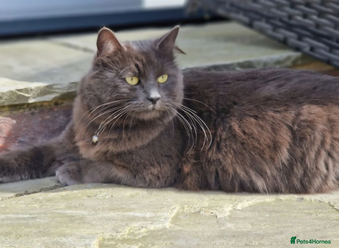 Nebelung cats for sale: Beautiful Female Cat - Advert 3