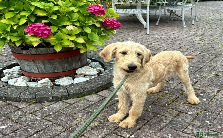 Labradoodle dogs in Aberystwyth - Advert 1