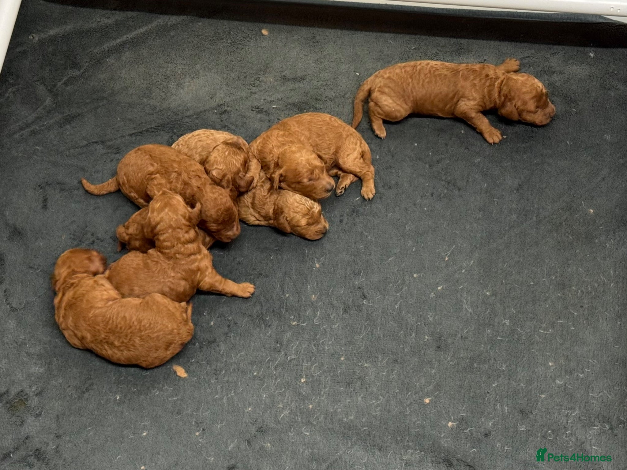 Miniature Poodle dogs Beautiful Red Miniature Poodle puppies - Advert 1