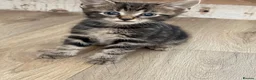 Mixed Breed cats for sale: Beautiful kittens  - Advert 10