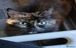 Mixed Breed cats for adoption: MURIEL - Image 4