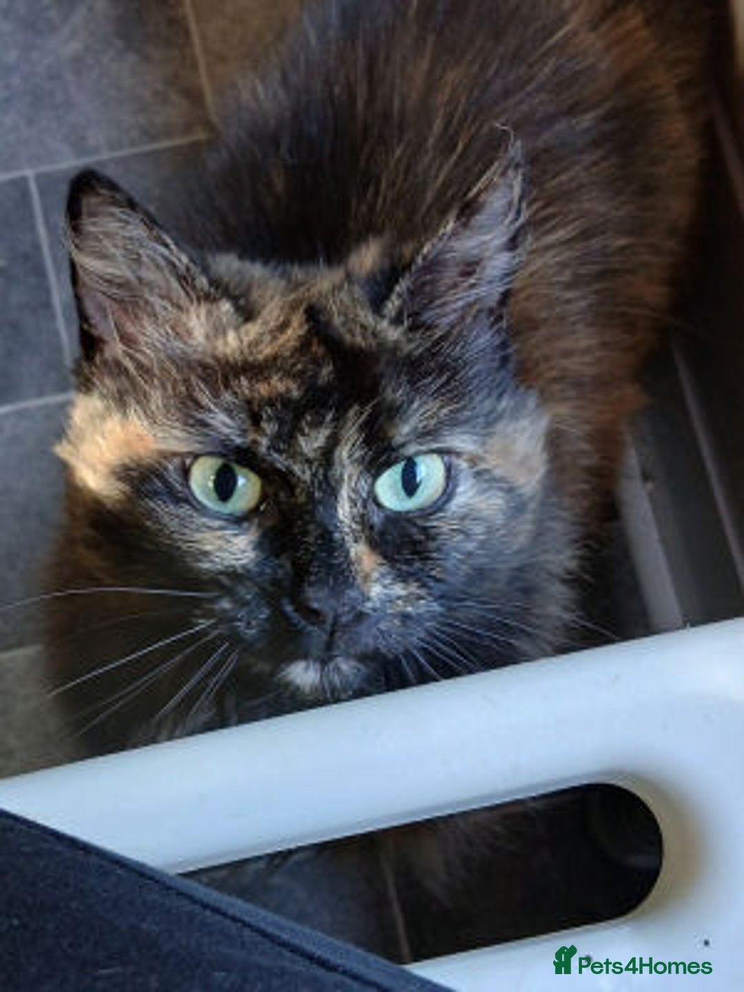 Mixed Breed cats for adoption: MURIEL - Image 4