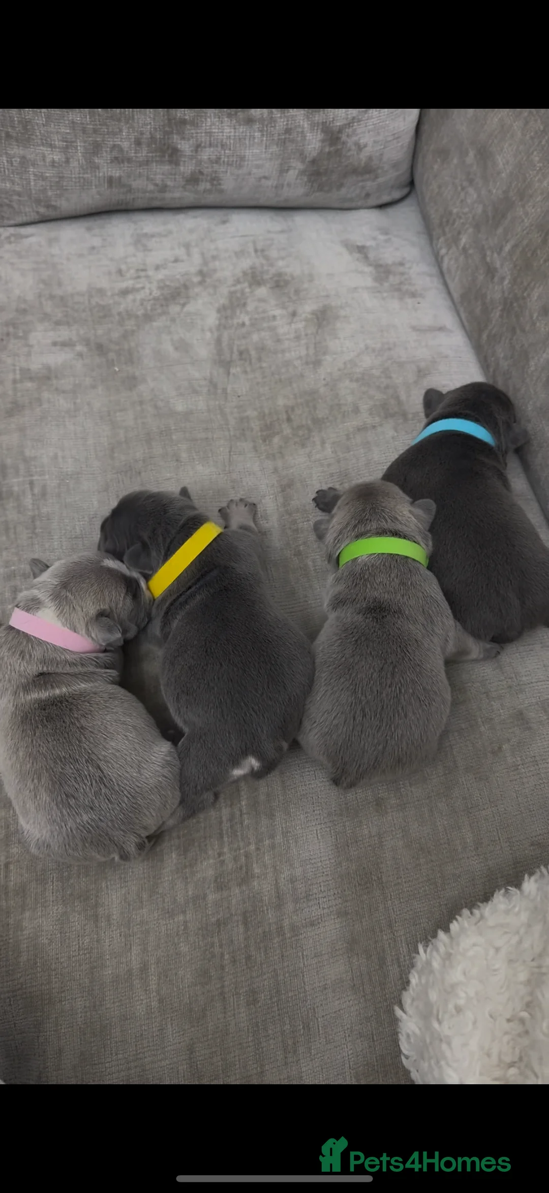 French Bulldog dogs for sale: French bull dog puppies ONLY 2 MALES LEFT - Advert 15