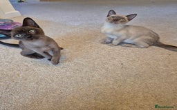 Burmese cats for sale: Gorgeous Pedigree Female Burmese Kittens - Image 3