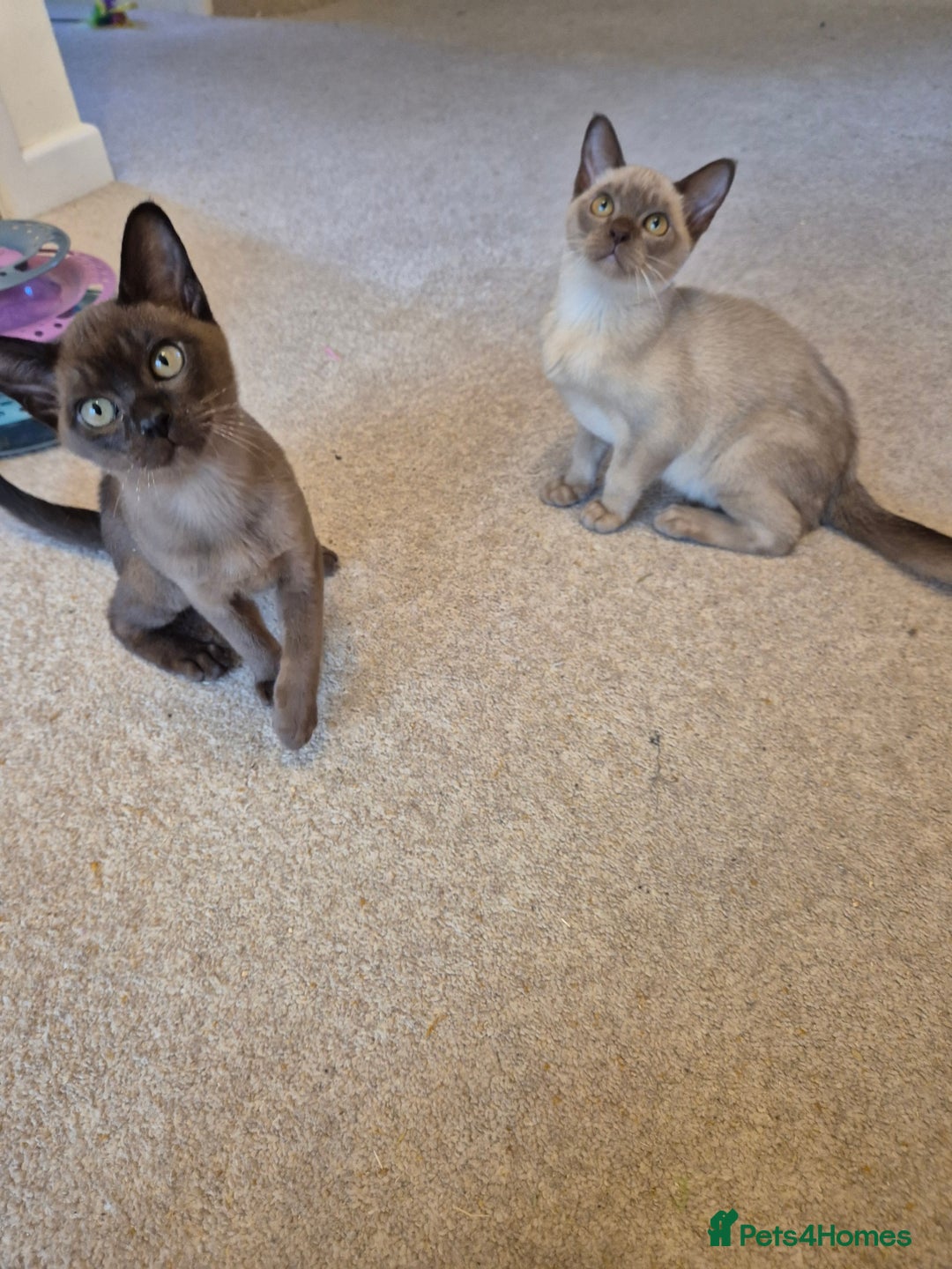 Burmese cats for sale: Gorgeous Pedigree Female Burmese Kittens - Image 3