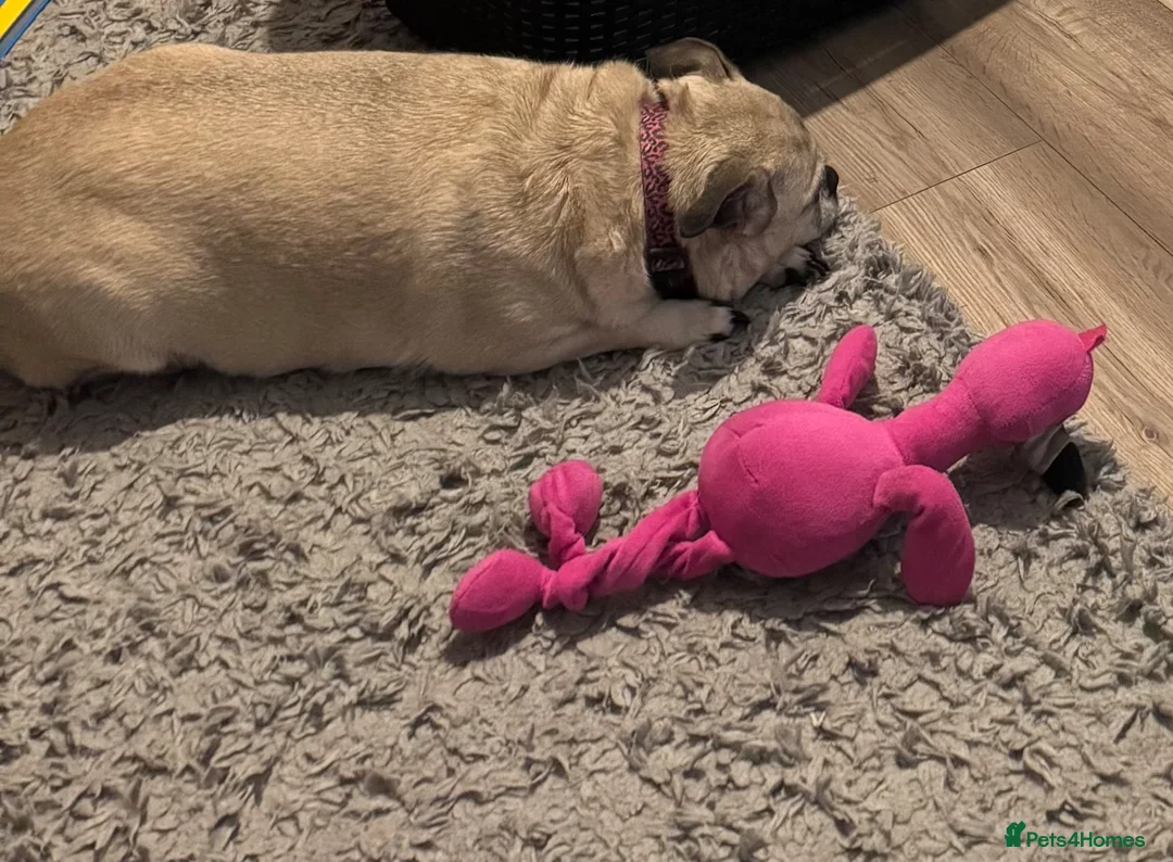 Jug dogs for sale: My little girl Daisy  - Advert 6