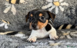 Jack Russell dogs for sale: Stunning Jack Russell pups - Image 3