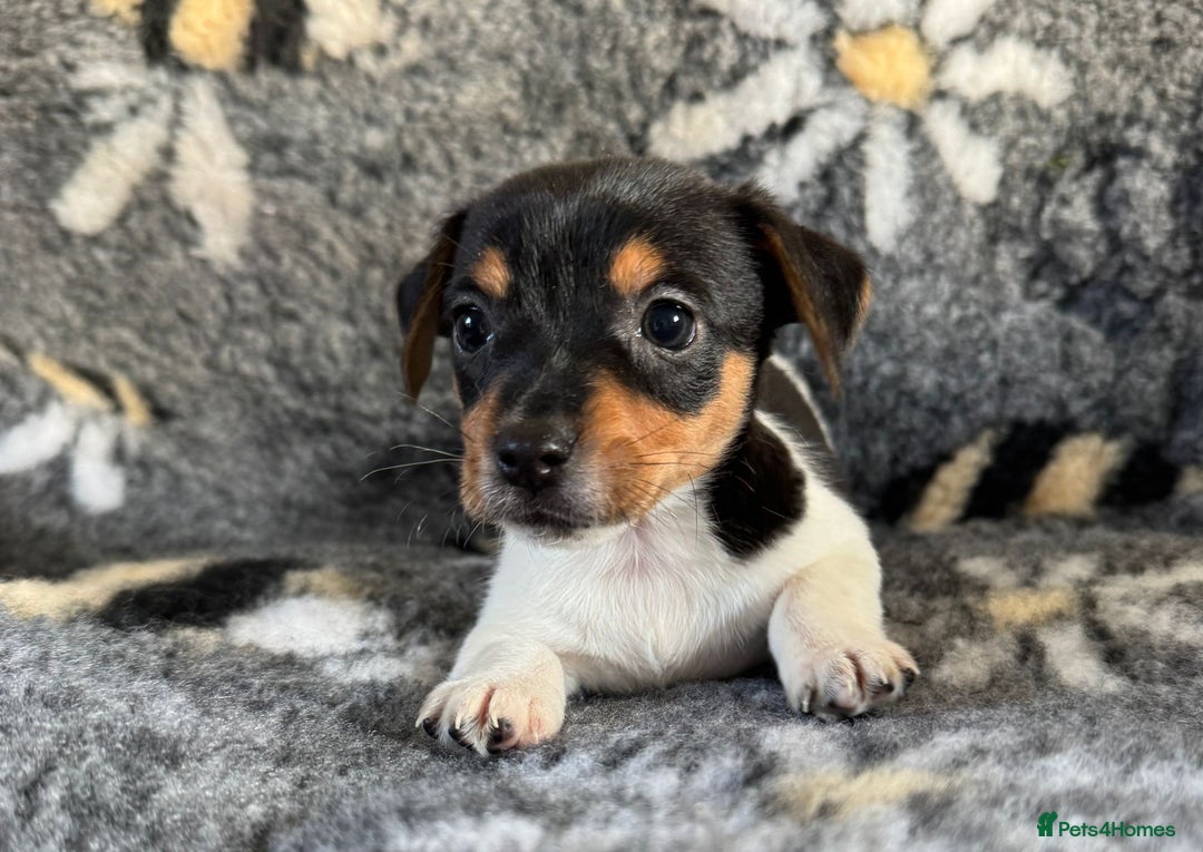 Jack Russell dogs for sale: Stunning Jack Russell pups - Image 3