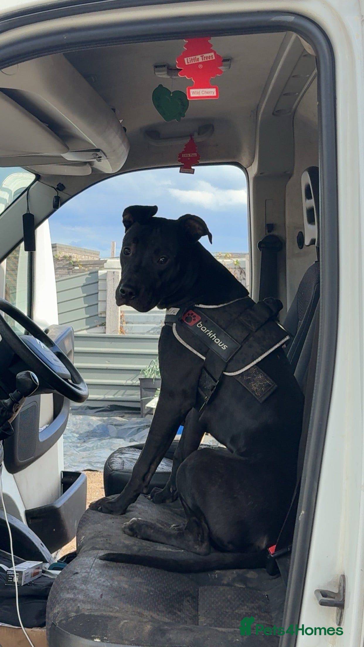 Mixed Breed dogs Presa canario corss greyhound - Advert 2