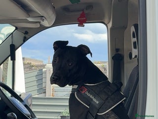 Mixed Breed dogs - Advert 6