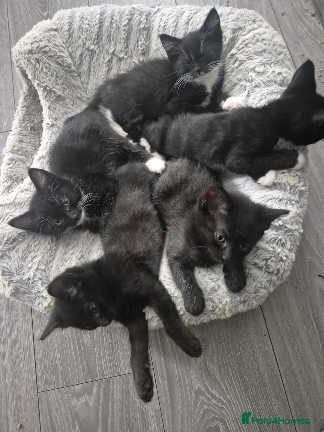 Bombay cats for sale: 6 Beautiful Bombay kittens  - Advert 1