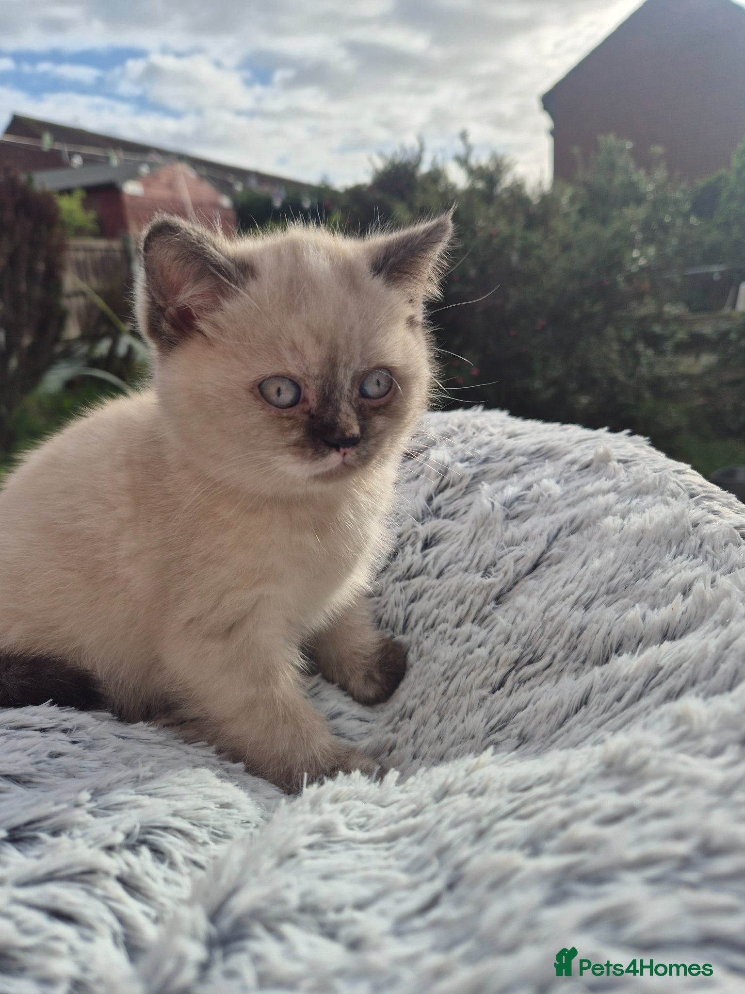 British Shorthair cats Kittens are ready for their new homes 🏡   - Advert 17
