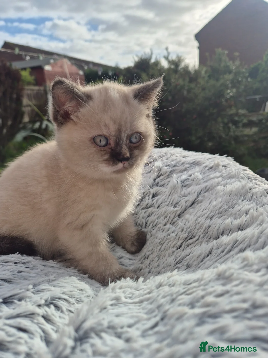 British Shorthair cats for sale: Kittens are ready for their new homes 🏡   - Advert 1
