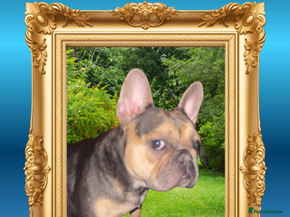 French Bulldog dogs Born Of Zeus Of Thunder - Advert 13