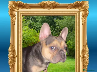 French Bulldog dogs Born Of Zeus Of Thunder - Advert 15