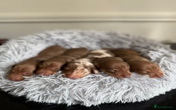 Miniature Dachshund dogs for sale: KC Mini Dachshunds (short hair)  - Image 5