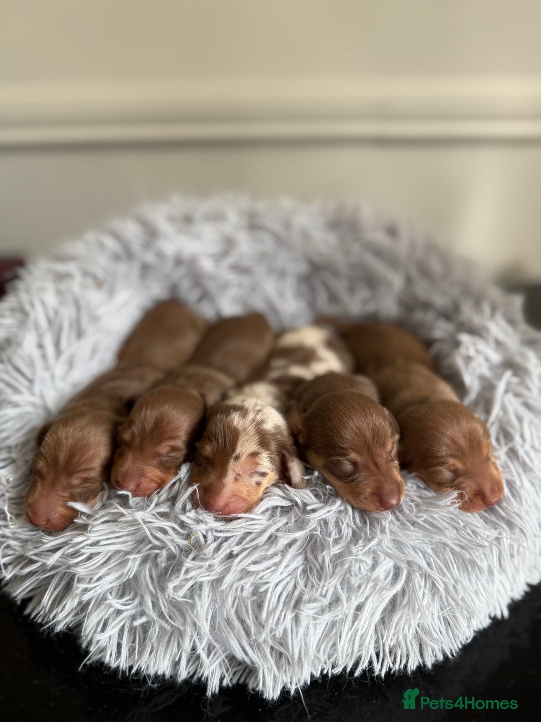 Miniature Dachshund dogs for sale: KC Mini Dachshunds (short hair)  - Image 5