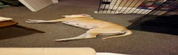 Alapaha Blue Blood Bulldog dogs for sale: Beautiful, 18 month Alapaha, pure breed  - Advert 8