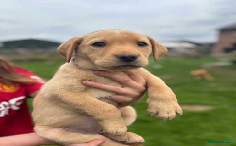 Labrador Retriever dogs - Advert 10