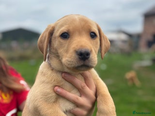 Labrador Retriever dogs - Advert 2