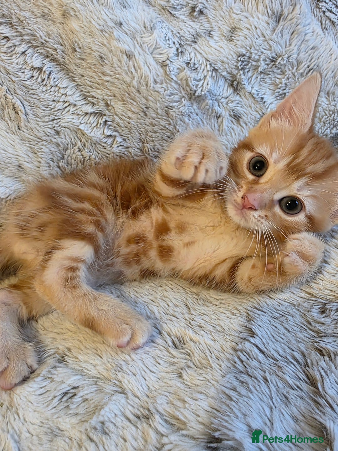 Mixed Breed cats for sale: 2 Male Stripy Kitten's - Advert 8