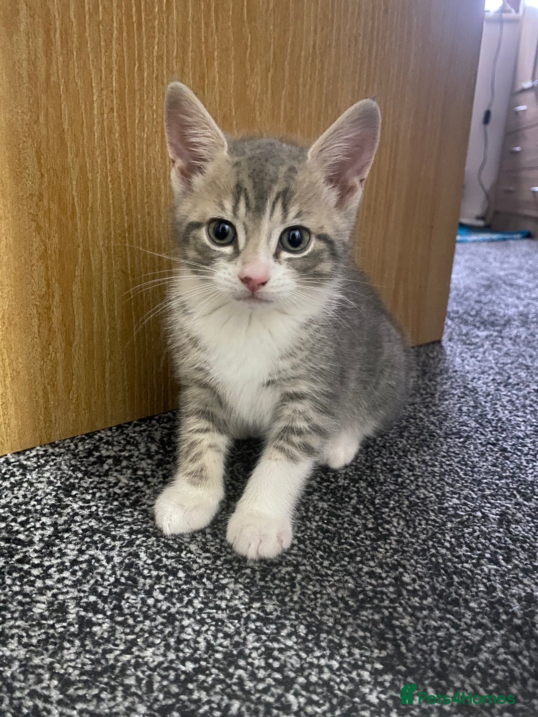 British Shorthair cats for sale: Brittish Shorthair Crossbreed Kittens  - Image 7