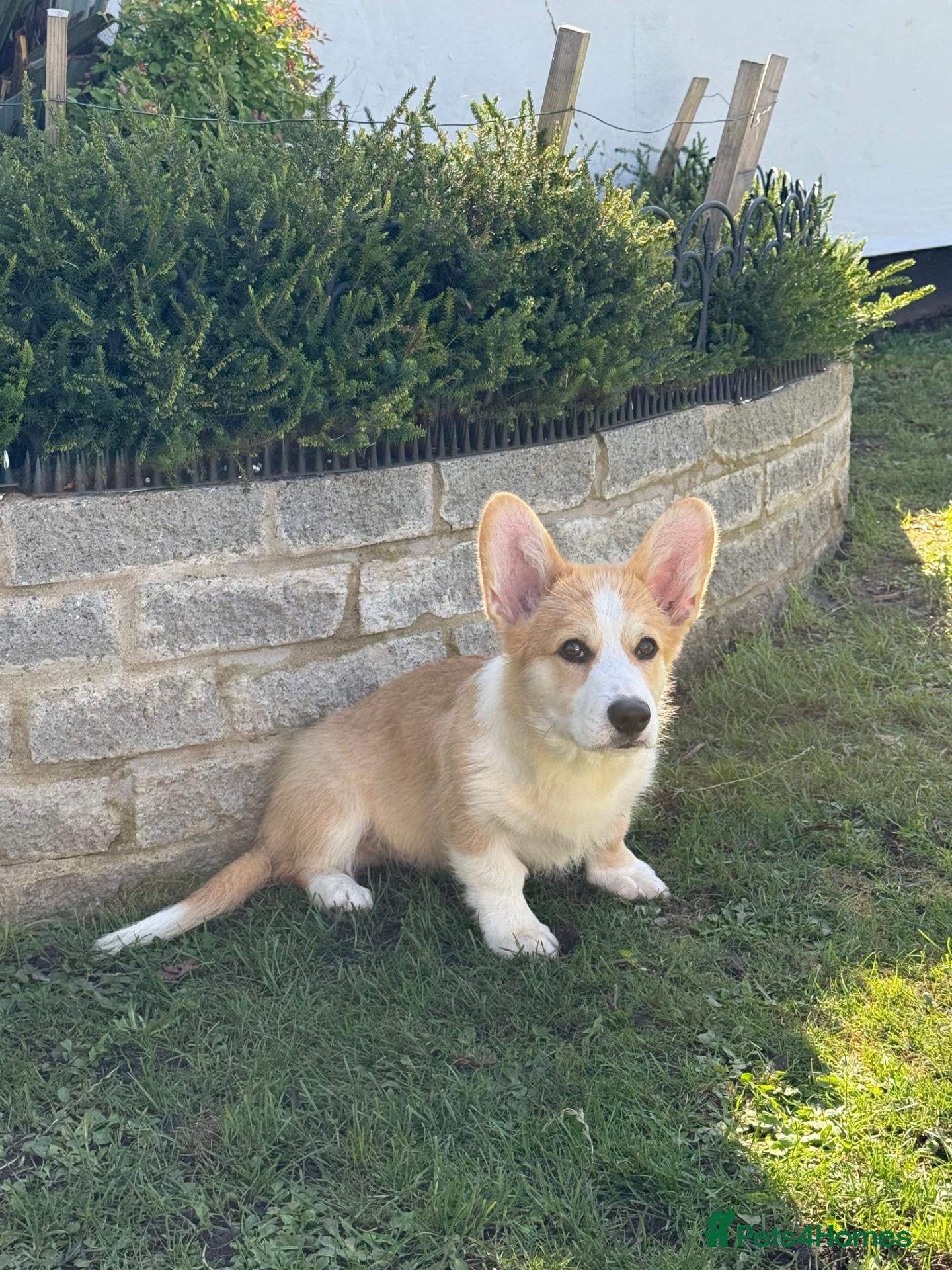 Welsh Corgi Pembroke dogs 1 Boy Remaining. Finest Example of Breed! All Docs - Advert 1