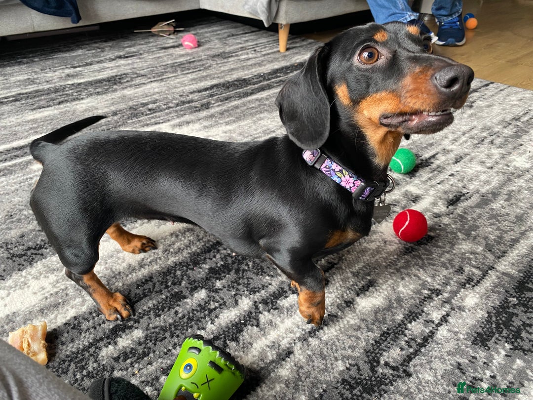 Miniature Dachshund dogs for sale: Mini dachshunds for rehoming - Image 6