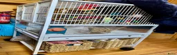 Budgerigars birds for sale: Two bonded budgies  - Advert 3