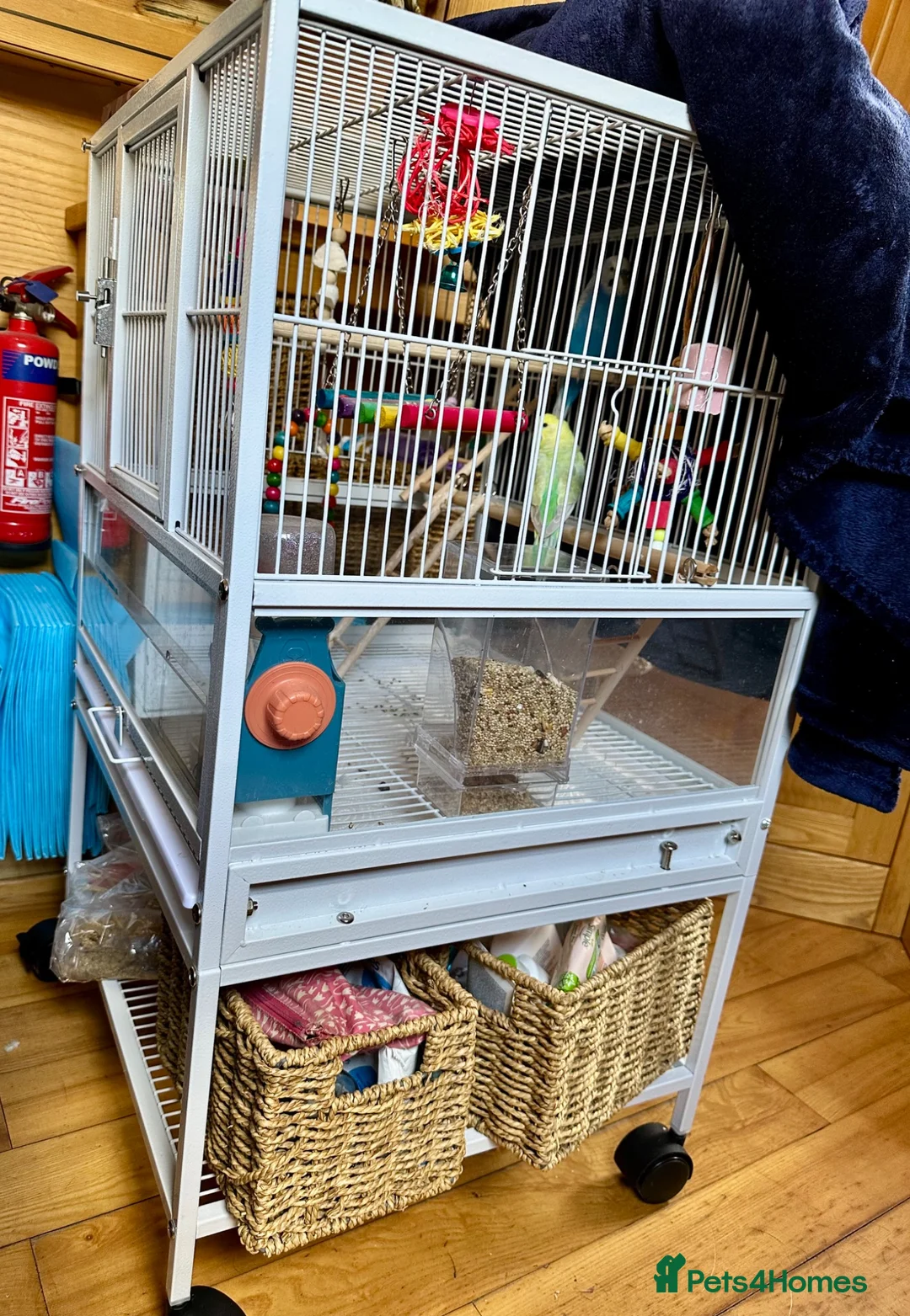 Budgerigars birds for sale: Two bonded budgies  - Advert 3