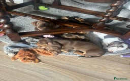 Dachshund dogs for sale: 3 male 2 female dashound puppies ready to go. - Image 9