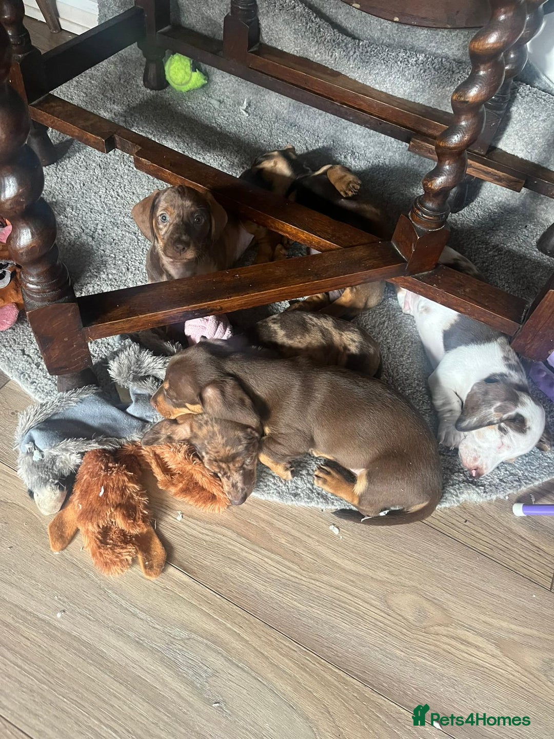 Dachshund dogs for sale: 3 male 2 female dashound puppies ready to go. - Image 9