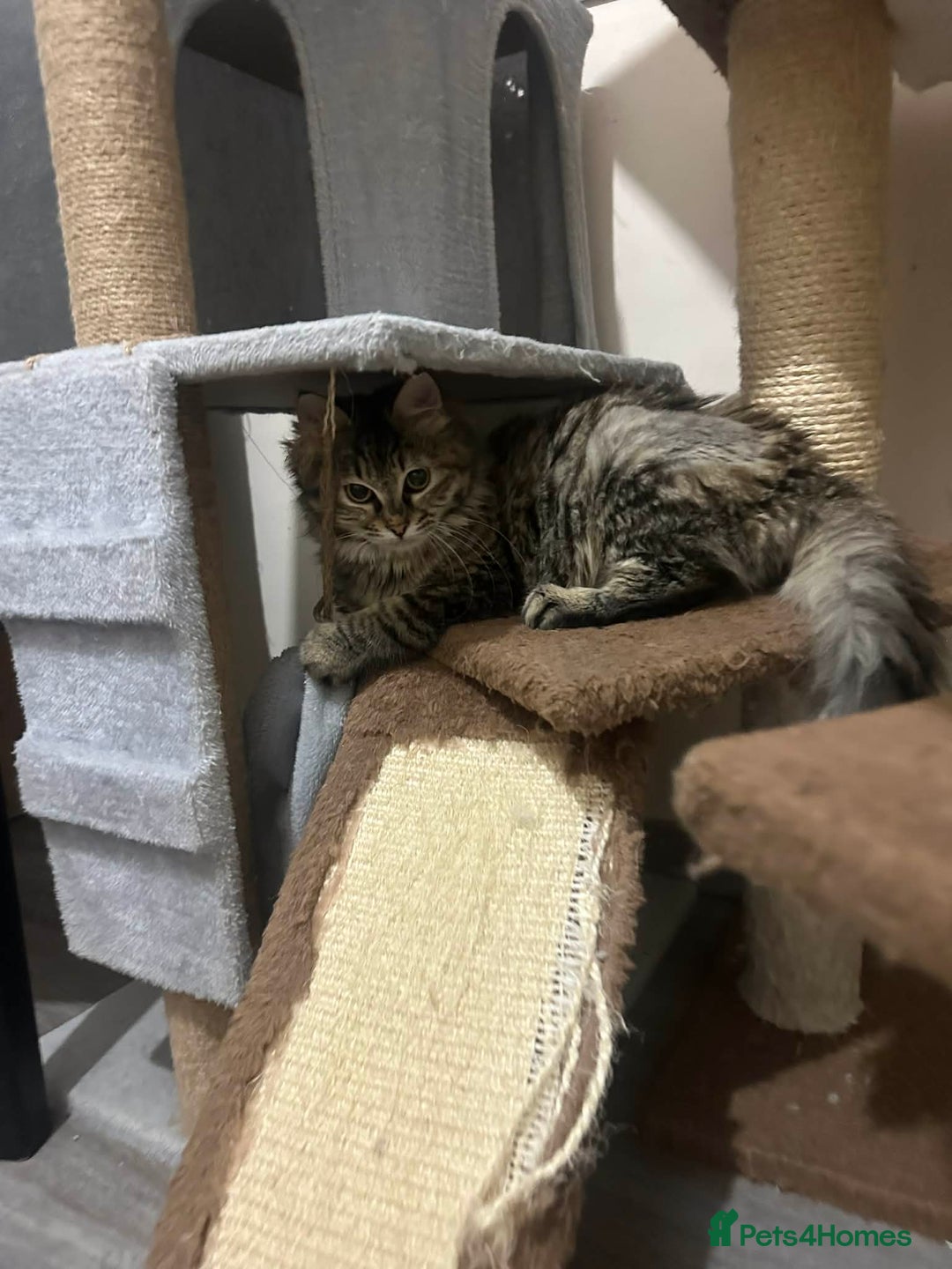 Mixed Breed cats for adoption: Sasha and Nori the fluffy divas - Advert 6