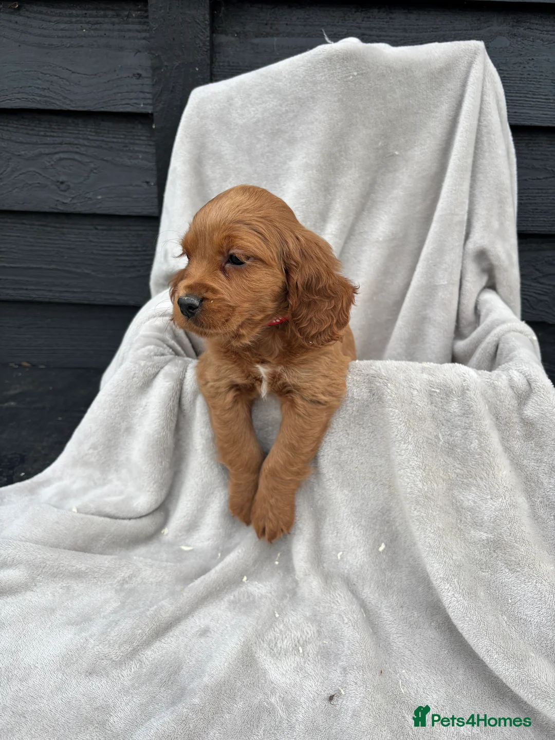 Cocker Spaniel dogs for sale: 5 beautiful kc reg cocker spaniel puppies  - Advert 3